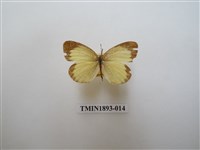 藏品(星黃蝶)的圖片